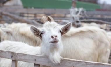 Разведение домашних коз как бизнес: особенности